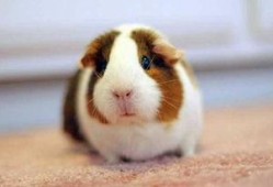 豚鼠2 在线观看,在线惊悚之旅