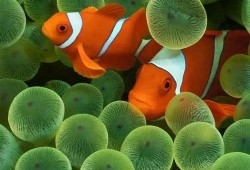 爆料小丑鱼视频大全下载,海量视频大全下载攻略