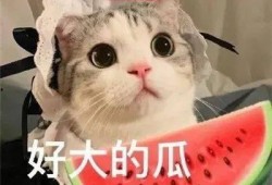 网红吃瓜像狒狒的是谁,揭秘网络红人的另类趣味
