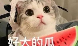 网红吃瓜像狒狒的是谁,揭秘网络红人的另类趣味