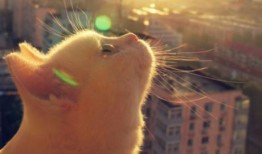 河南都市爆料猫咪新闻视频