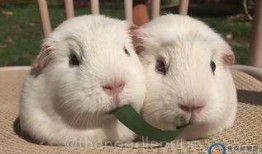 豚鼠2 在线观看,在线惊悚之旅